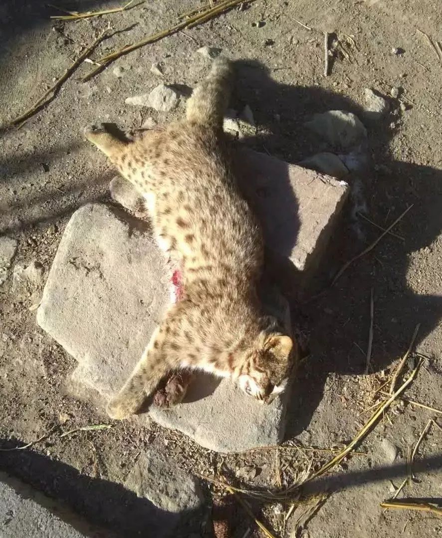 一只华北豹被套住,背后有多少动物悄悄死亡?