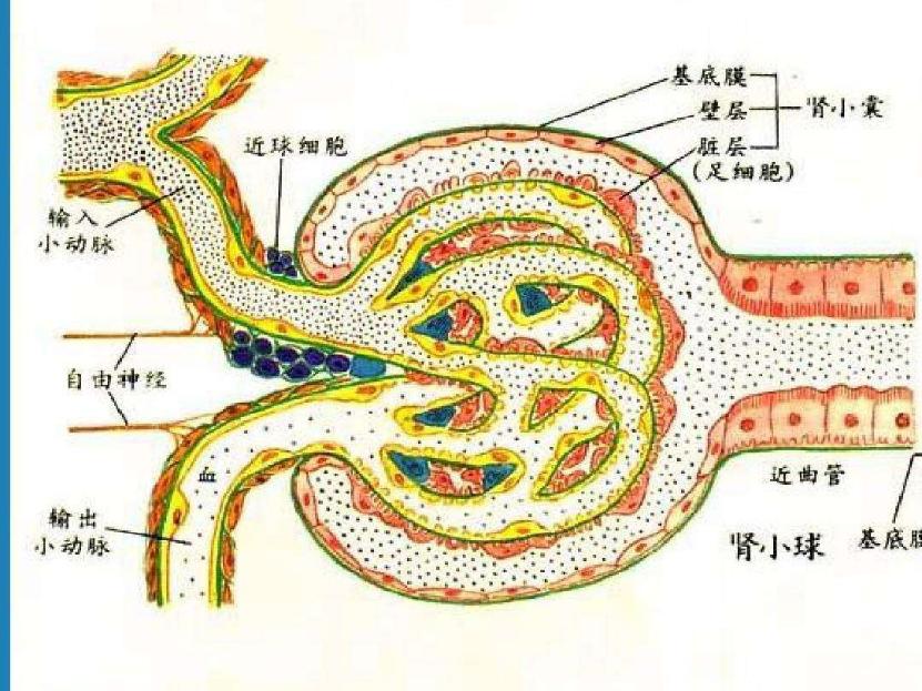 它附着于肾小球基底膜外侧,连同基底膜和肾小球内皮细胞层一起构成了