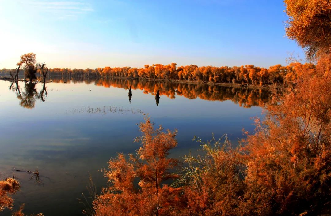 湖北化肥 公司旁的杨家垱湿地公园是冬季候鸟栖息地为保护好一这方