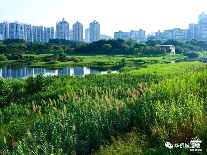 深新早点丨深圳这个湿地公园晋升国家级春节去打卡