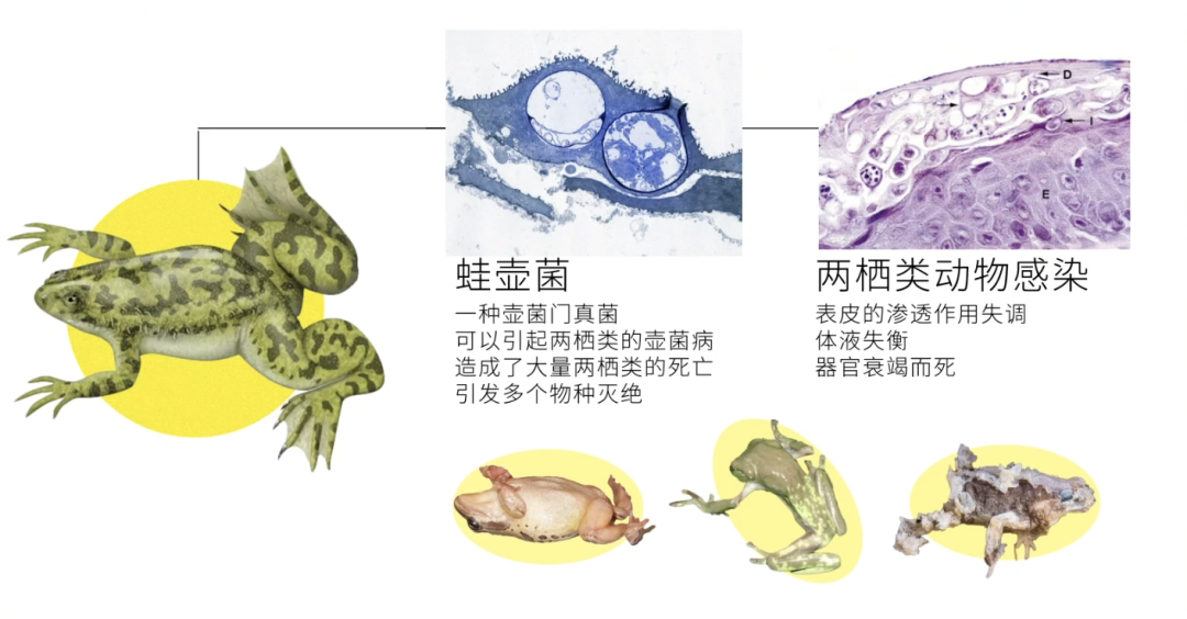 本来蛙壶菌和爪蟾习惯了彼此,在非洲过得好好的,没想到验孕改变了它们