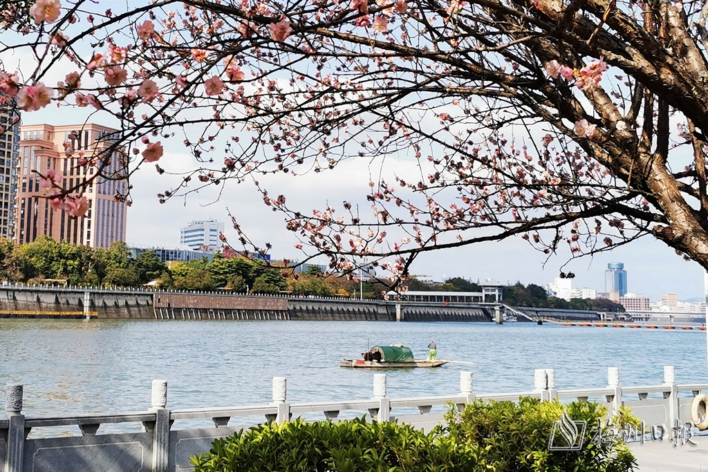 又是一年梅花開廣東梅州滿城盡是怡人香