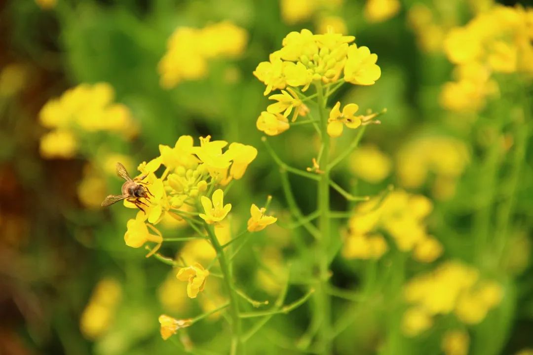 你打卡了嗎來賓這片油菜花海好美