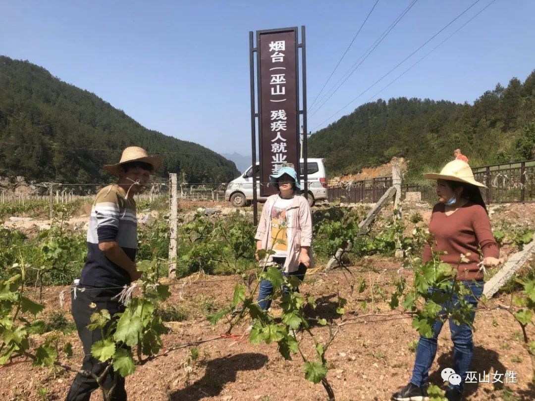 (肖艳家庭的葡萄产业园)在脱贫攻坚的道路上,巫山县涌现出了大批像陈