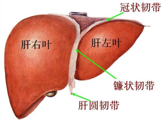 肝右叶在哪里图片