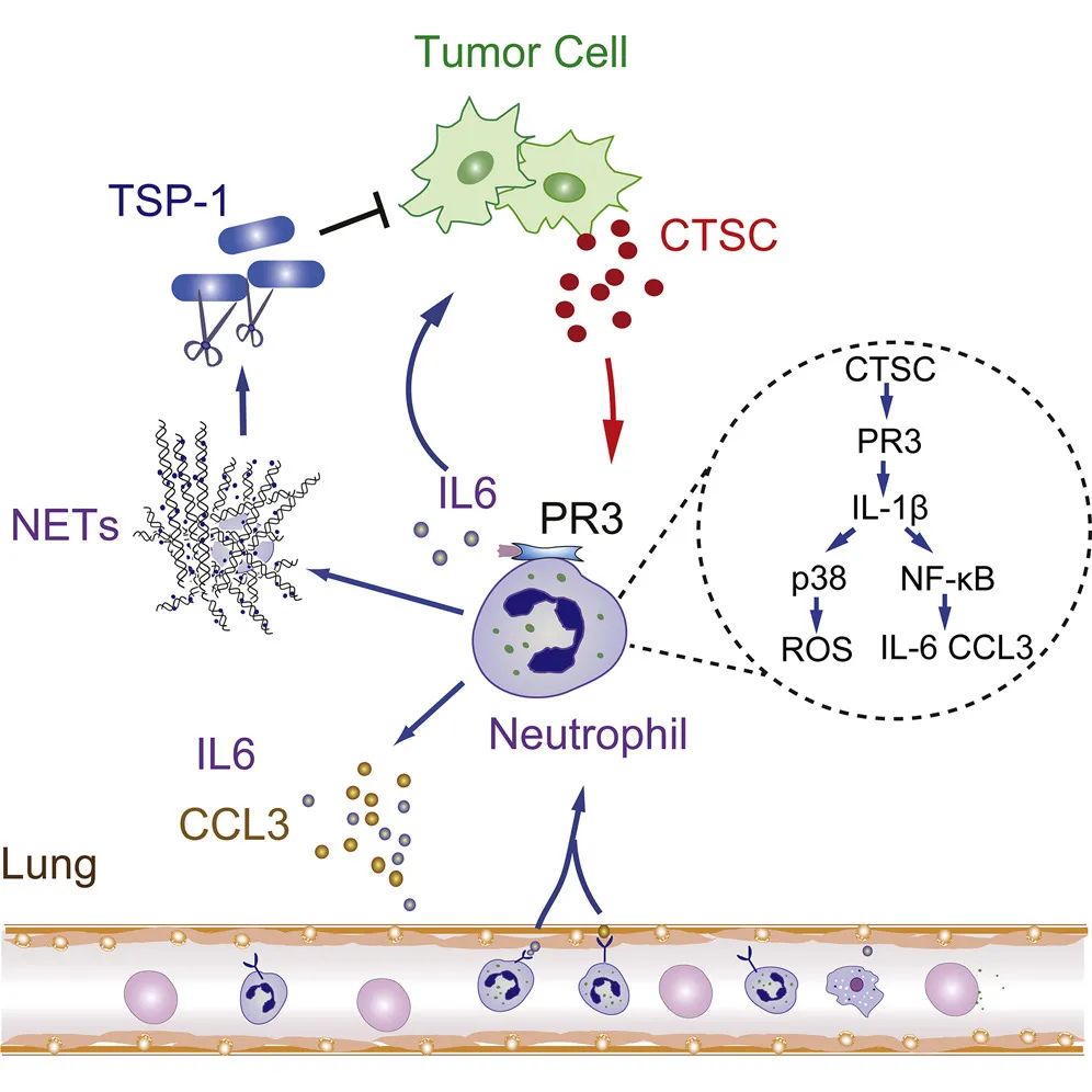 世界癌症日cancercell编辑精选论文
