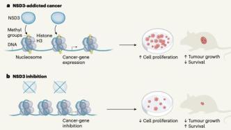 《自然》重磅：科學(xué)家找到了驅(qū)動(dòng)肺鱗癌進(jìn)展的真正癌基因
