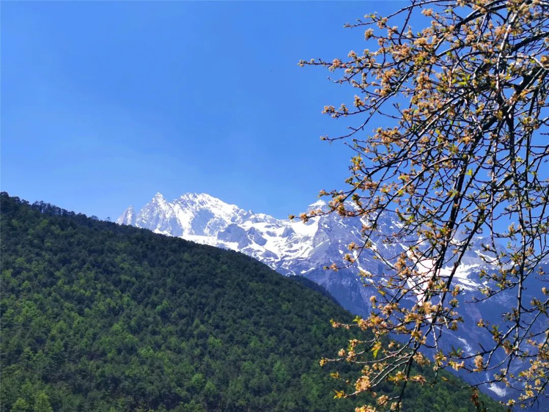 嗨，春节欢迎来玉龙雪山！这6条旅游攻略请收下-第6张图片-海南百花岭热带雨林文化旅游区