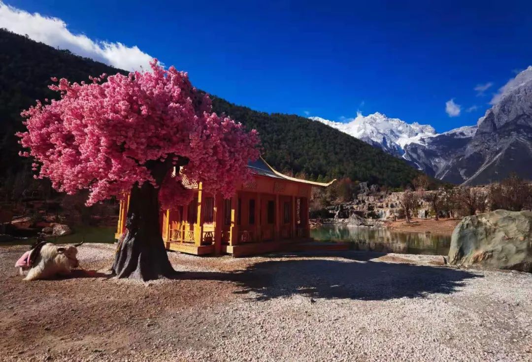 嗨，春节欢迎来玉龙雪山！这6条旅游攻略请收下-第8张图片-海南百花岭热带雨林文化旅游区