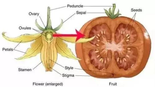 西红柿究竟是水果还是蔬菜?原来是