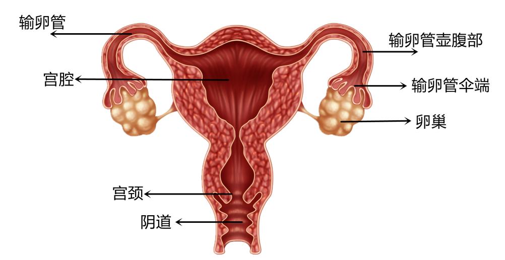 输卵管的位置图片
