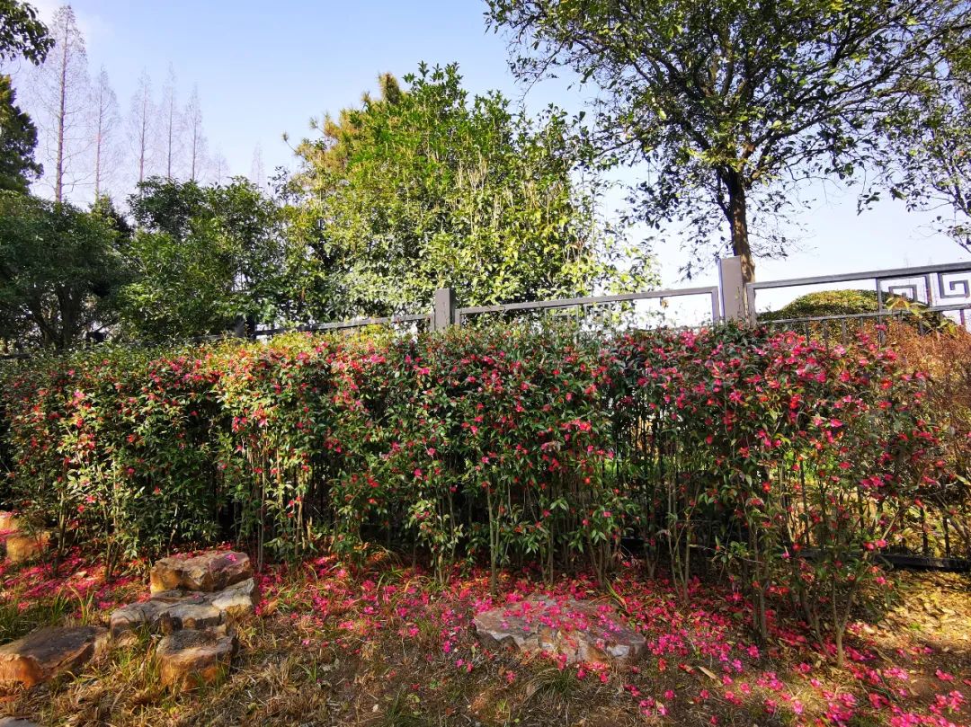 束花茶花齐绽放冬日蜜蜂采花忙