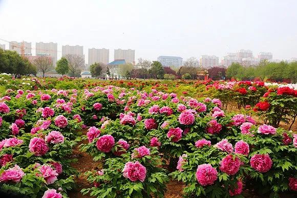 山東網紅時代打卡新地標菏澤曹州牡丹園美好寓意城市靈魂芬芳的歸屬