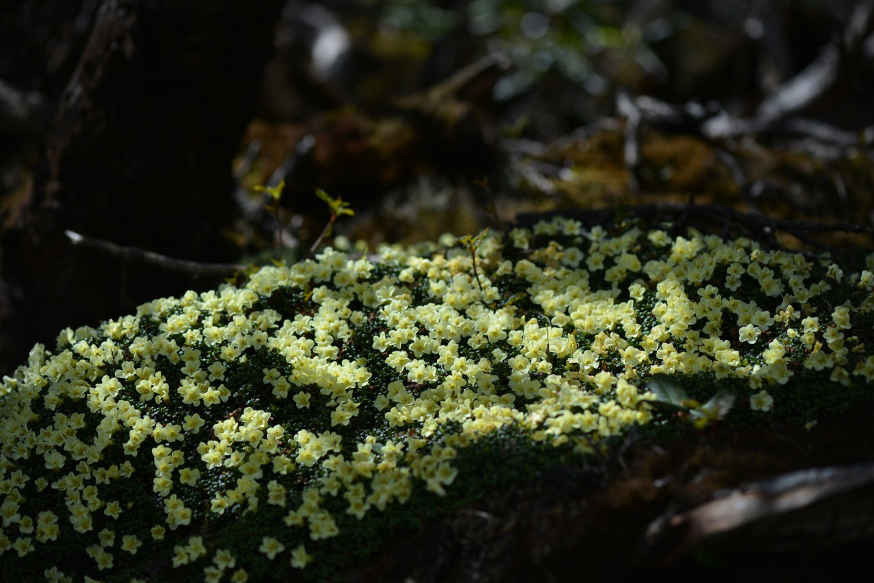 中国分布的岩梅属植物不是单种,但种类也并不丰富,不同的资料对种的