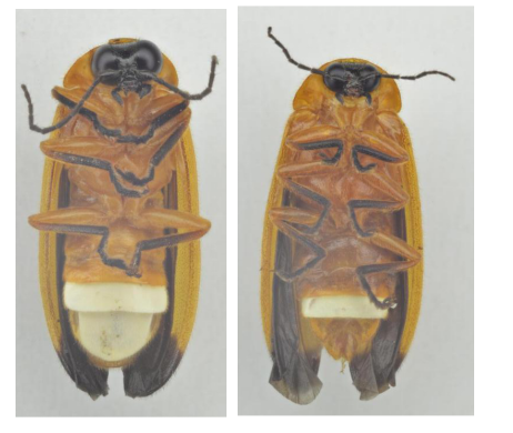 记忆里的萤火虫