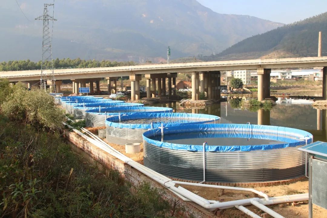 8亩效益胜过100亩!个旧这种新型渔业养殖技术做到了