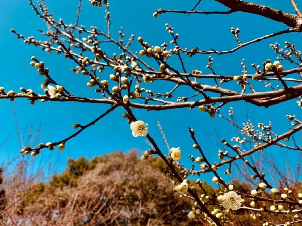 梅图来袭大观园梅花竞相开放