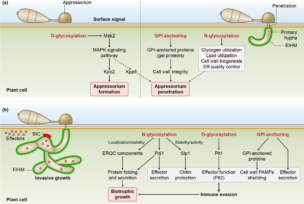 华中农大近期科学研究进展