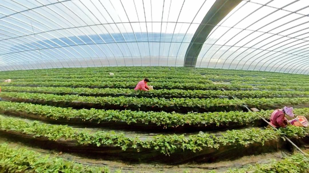 水果甜蔬菜鮮孟津現代農業採摘園等你來