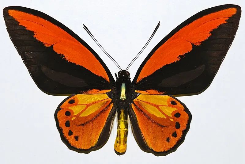 最大的蝴蝶有多大 有人用鸟枪打它 湃客 澎湃新闻 The Paper