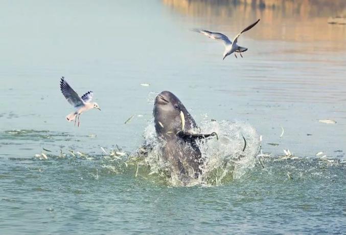 官宣长江江豚升级为国家一级保护