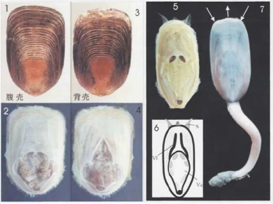 纤毛环排列的复杂度,壳体内外套腔和内脏腔的相对比例,现代舌形贝相对