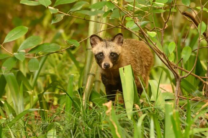 國家重點保護野生動物名錄中的上海野生動物