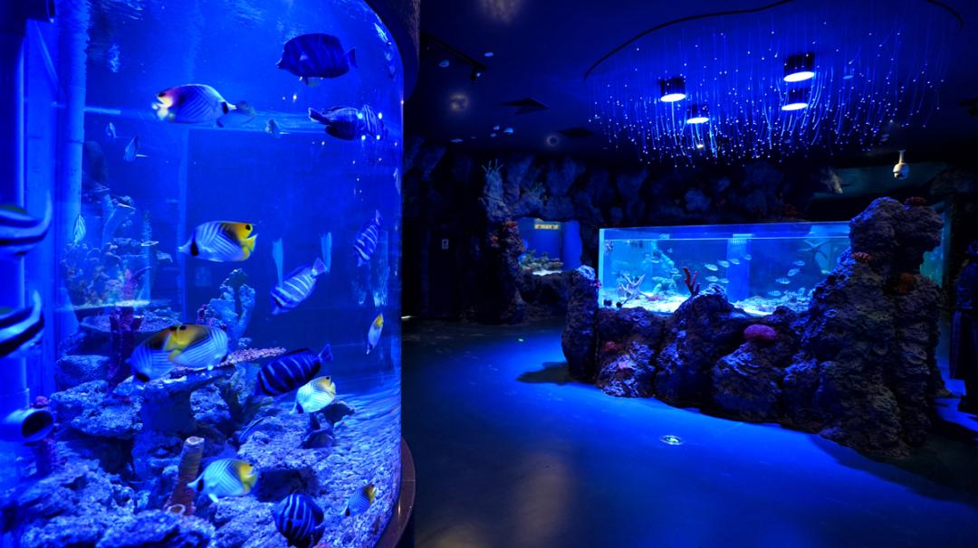 今年春节,国家海洋博物馆所有展厅均向公众开放.