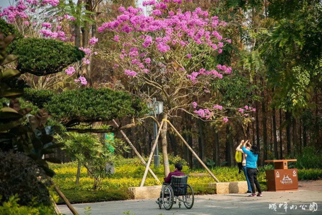 紫花風鈴木觀賞座標 ·順德順峰山公園汀芷園/溼地盒子美術館旁06