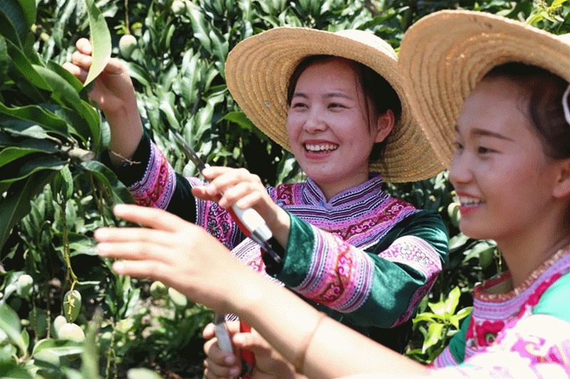 巩固拓展脱贫攻坚成果有效衔接乡村振兴红河州2021年政府工作报告解读