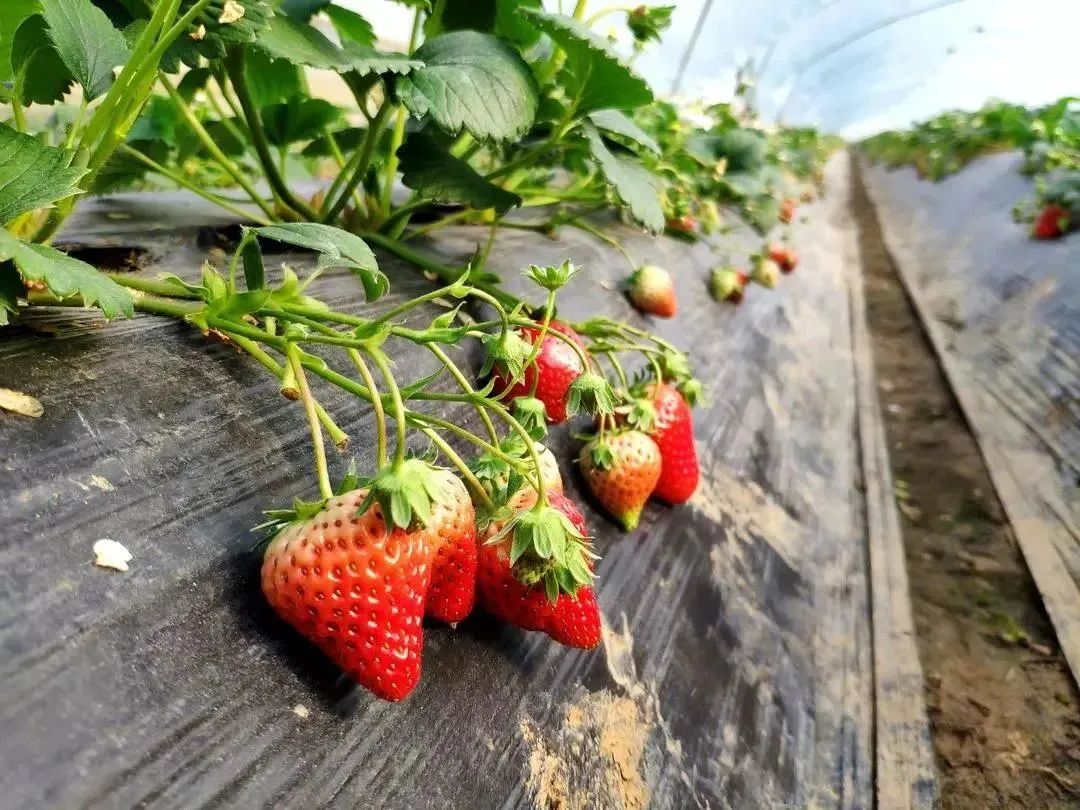 生态园的蔬果基地非常大棚内沁人心脾的果蔬幽香与满眼丰硕诱人的草莓