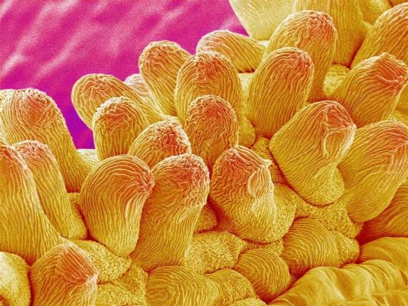 科学普及惊美显微镜下的植物世界