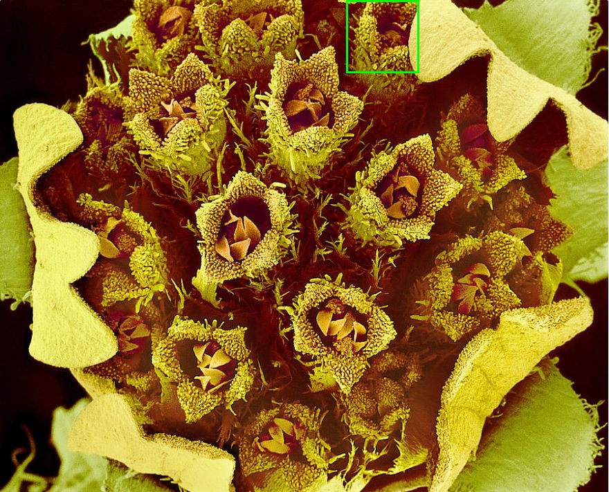 科学普及惊美显微镜下的植物世界