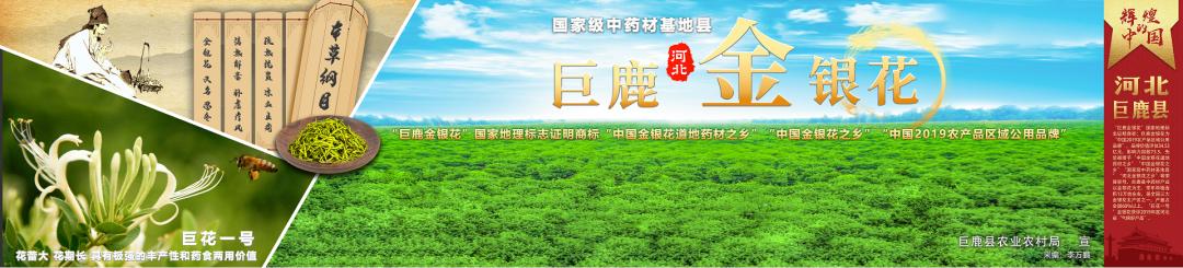 超厉害 巨鹿金银花在天安门区域亮相