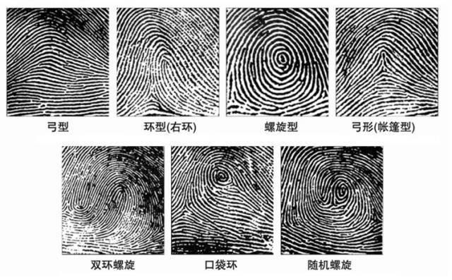 人们通常将指纹模式分为以下7种:实验原理:如果仔细观察指纹,你会发现