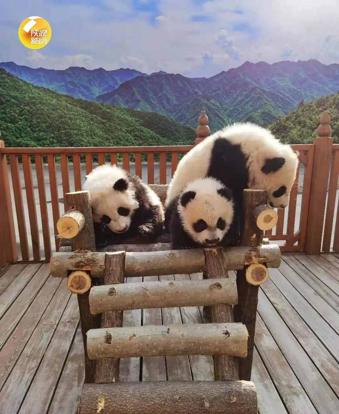 秦岭大熊猫研究中心大熊猫圈养种群数量达49只_繁育_产下_陕西省