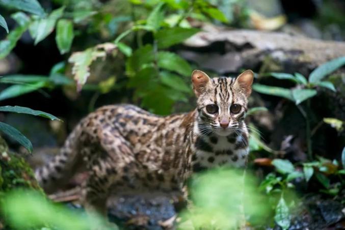 保護生物多樣性丨新版國家重點保護野生動物名錄公佈