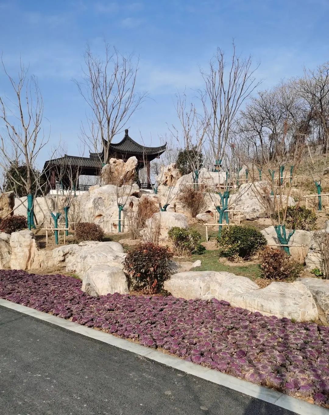 徐州樱花主题公园曝光马上开放