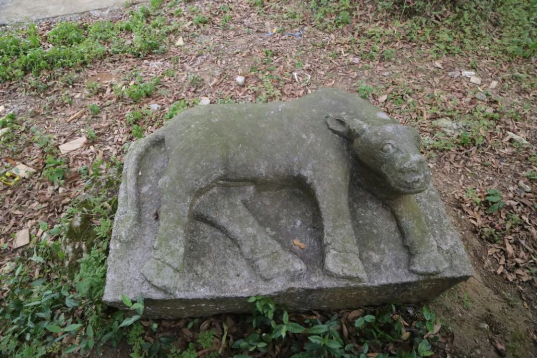 牛年说牛镇水石牛见证时光变迁