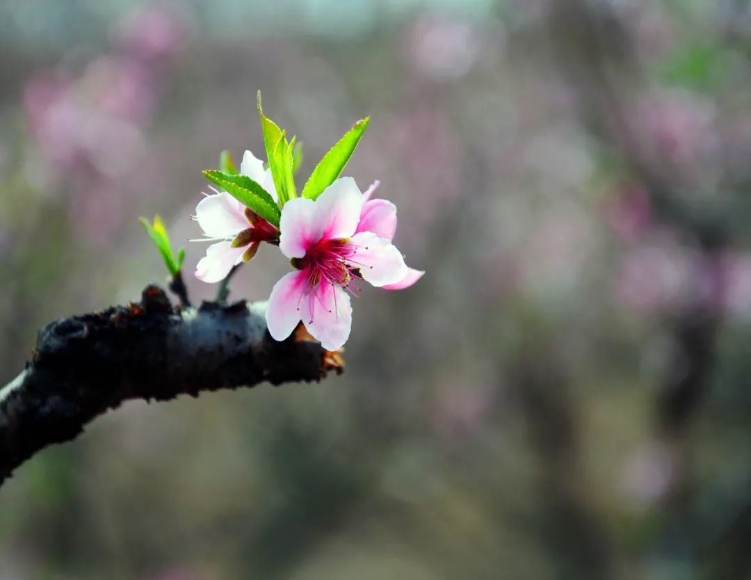 赏桃花品木瓜过年来这里就够了