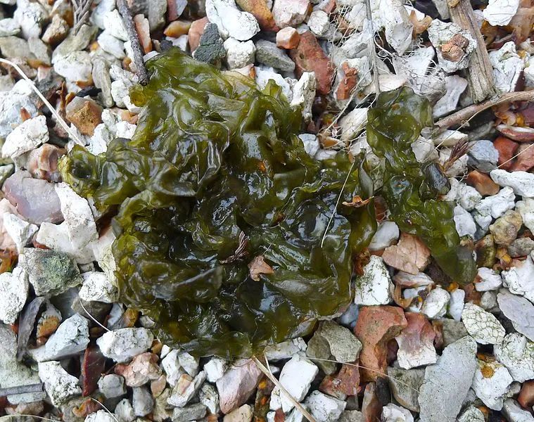 过年吃发菜?不发财还毁土地