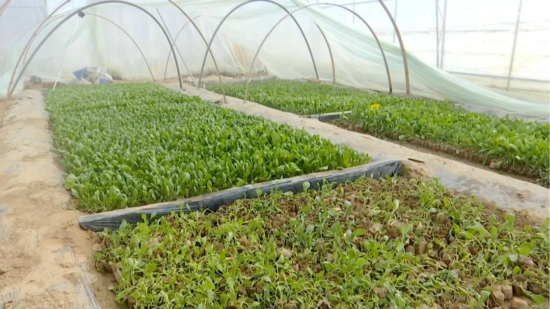 新春走基层超大智慧农场腊月种菜忙