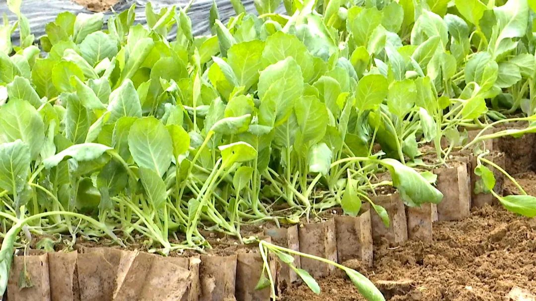 新春走基层超大智慧农场腊月种菜忙