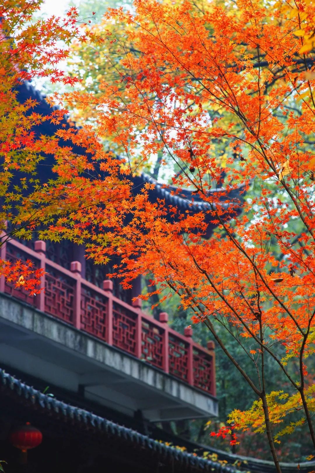 桠溪国际慢城枫叶图片