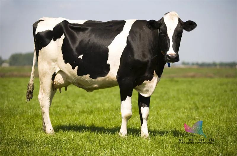 澳大利亚荷斯坦奶牛图片