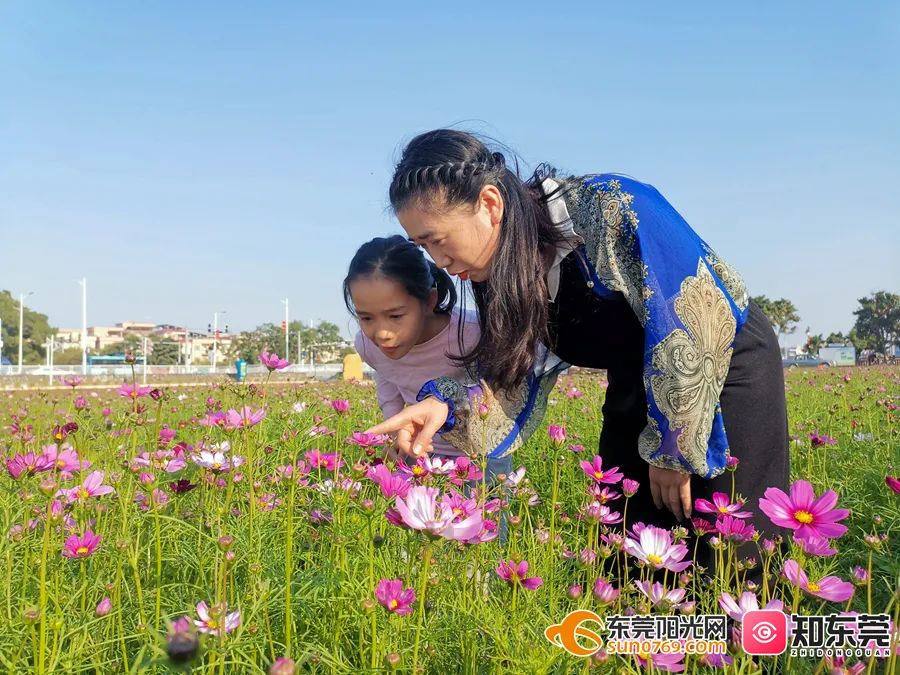 藏不住了东莞又一片花海正竞相绽放