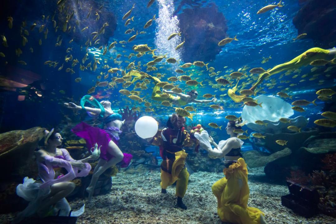 上海海昌海洋公園煙花限時上演新春魚你過大年愛申活暖心春