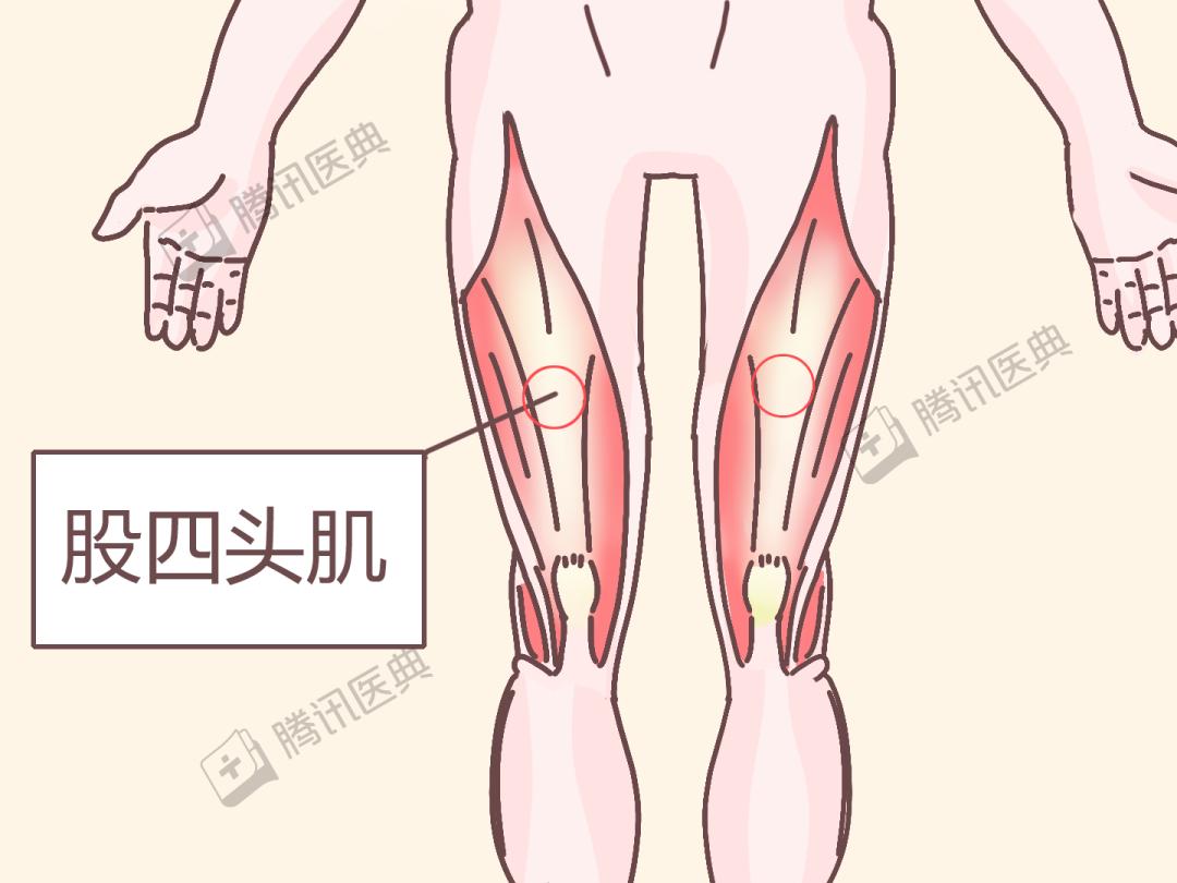 股四头肌空蹬运