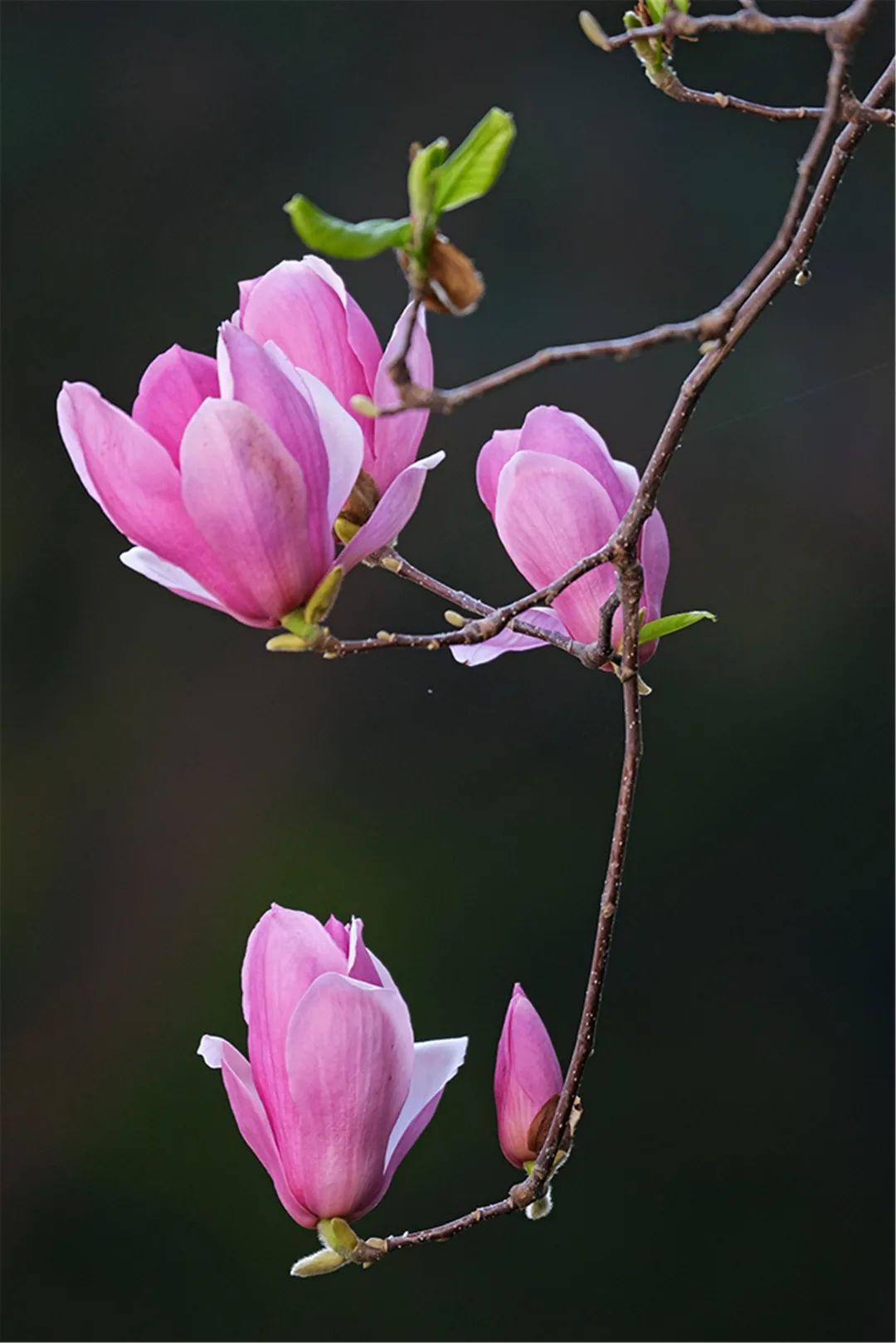 太仙了快去赴一场玉兰花之约