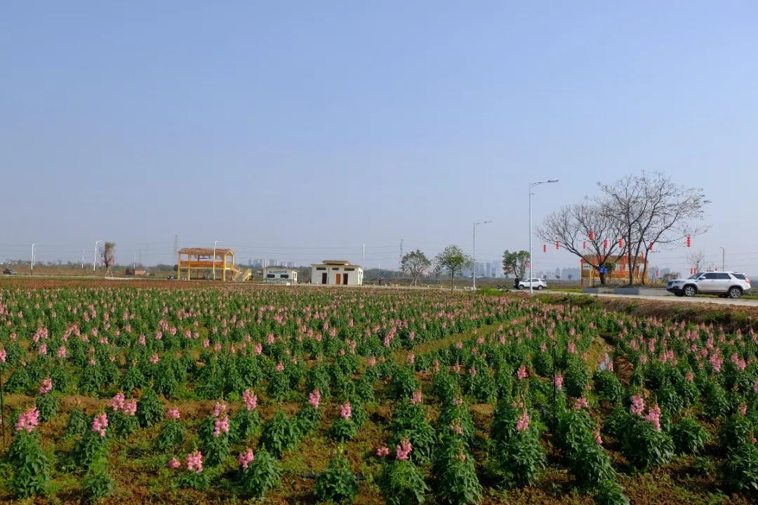 新春淼打卡⑨藏不住了三水兩片浪漫花海迎新春記得來打卡